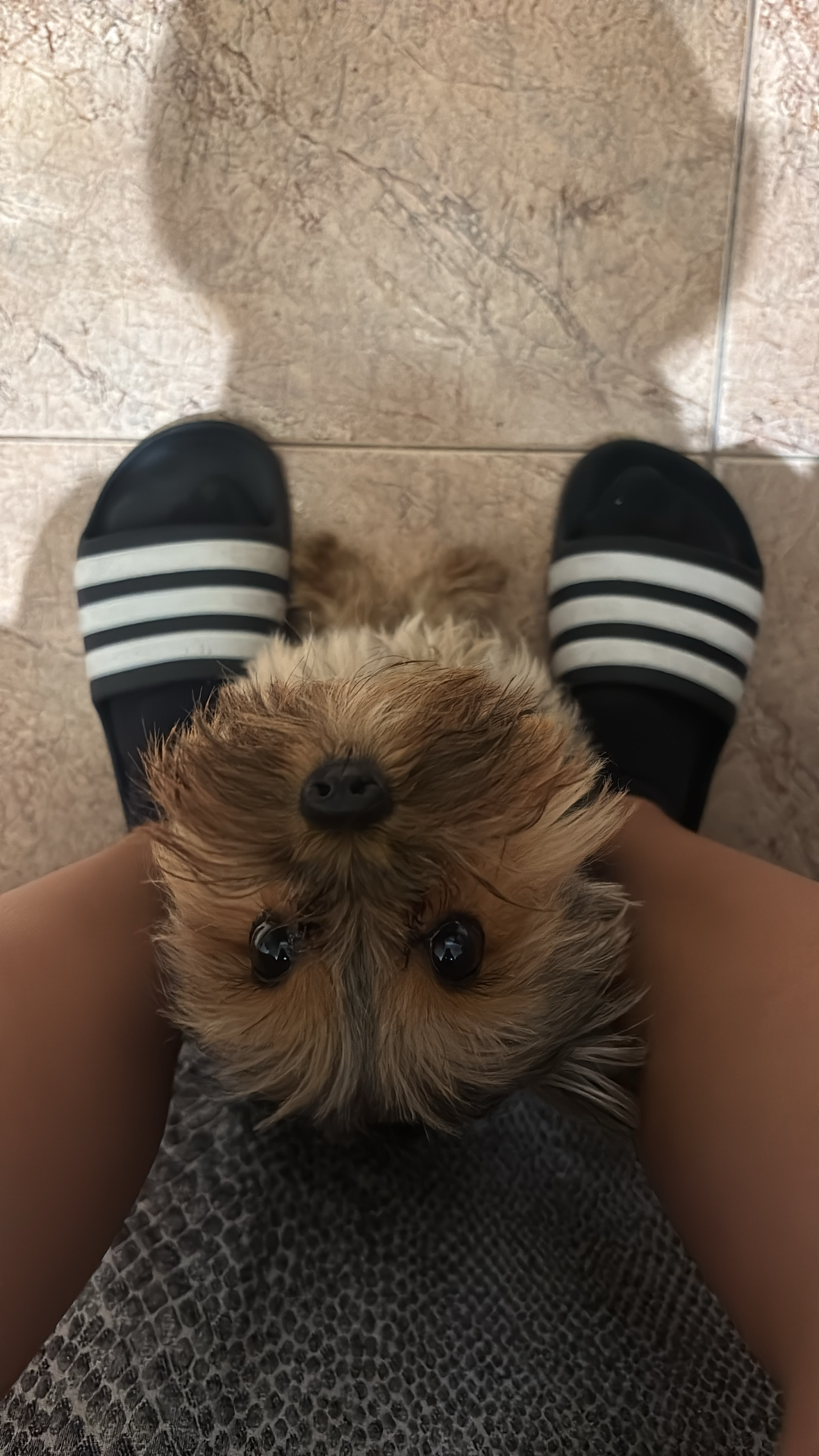 Kivana pet - Setúbal - Garde de chiens