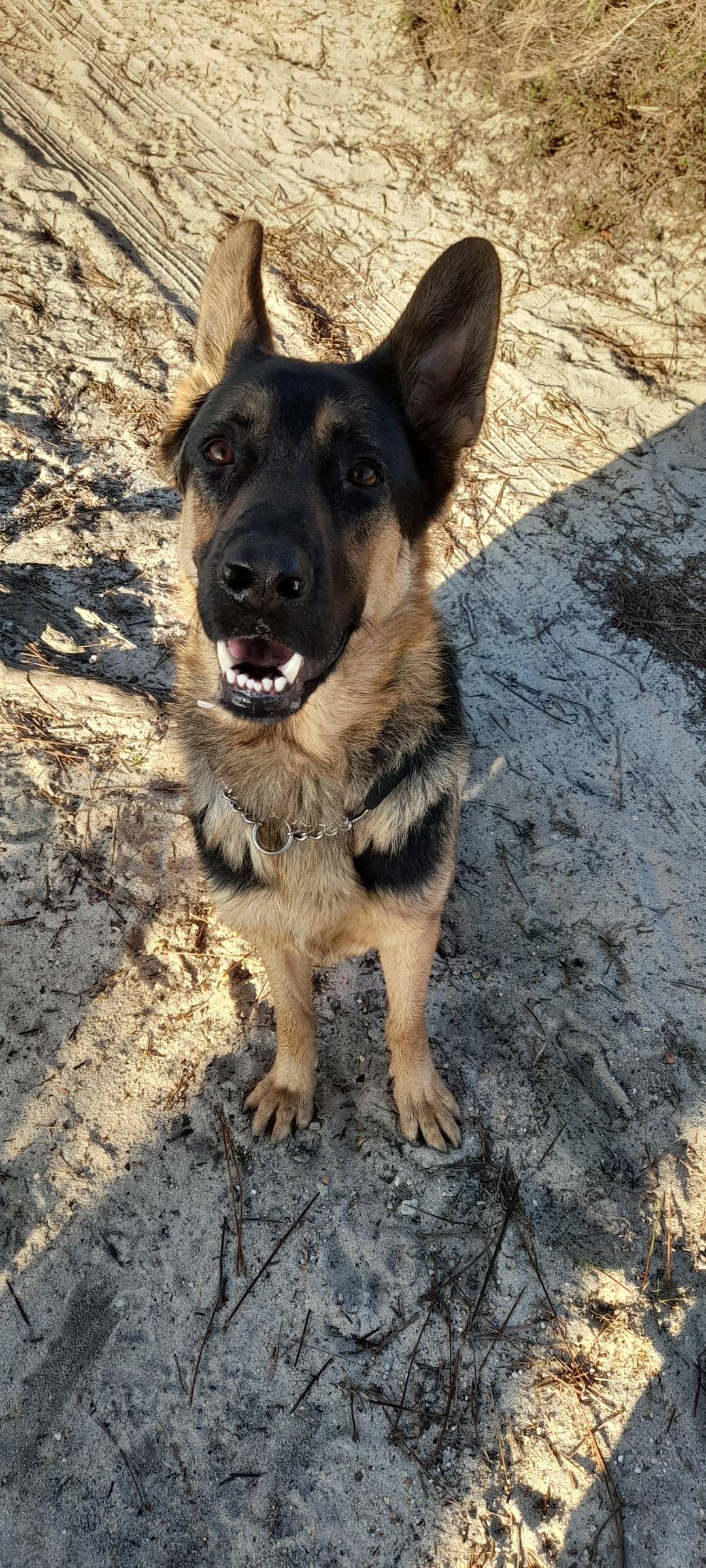 Dominus Canum - Seixal - Dog Walking