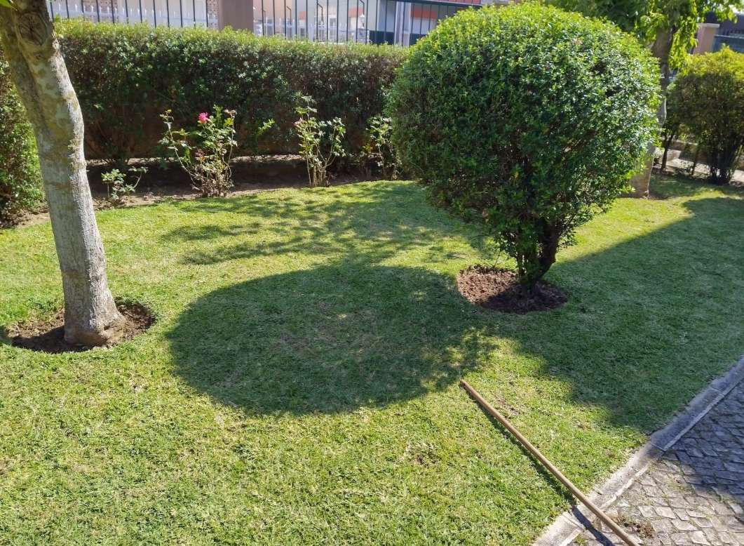 Ricardo - Cascais - Tree Trimming and Maintenance