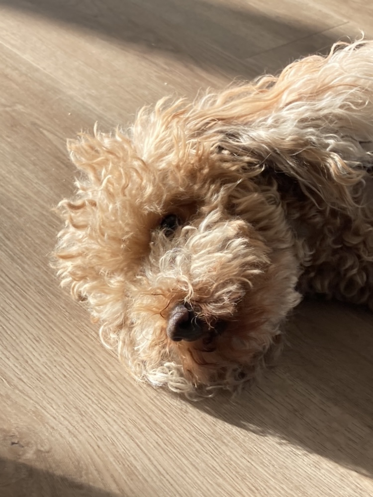Afonso Bentes - Lisboa - Pet Sitting and Walking