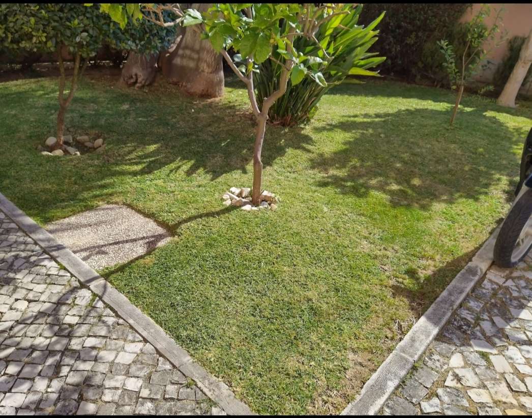 Ricardo - Cascais - Tree Stump Grinding and Removal