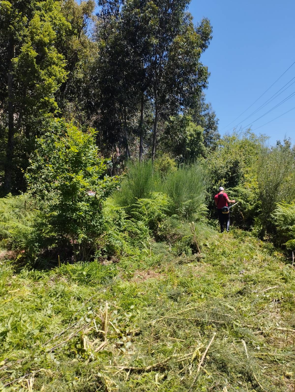 José rossi - Maia - Plantação de Árvores