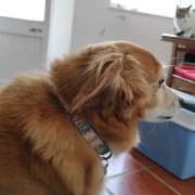 Tânia Mendes - PETania - Petsitting - Cantanhede - Creche para Cães