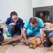 Veterinários Sobre Rodas - Cascais - Cuidado de mascotas