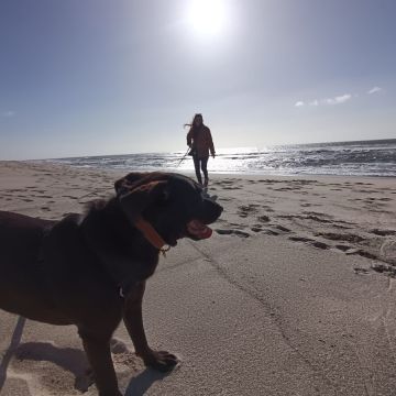 BPC | Treino canino, pet sitting e dog walker - Barcelos - Éducation canine - cours