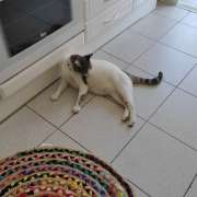 Tânia Mendes - PETania - Petsitting - Cantanhede - Cat Sitting