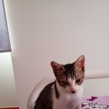 Letícia Martins - Viana do Castelo - Pet Sitting