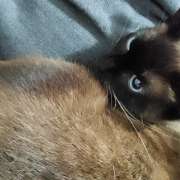 Tânia Mendes - PETania - Petsitting - Cantanhede - Modificação de Comportamento Animal