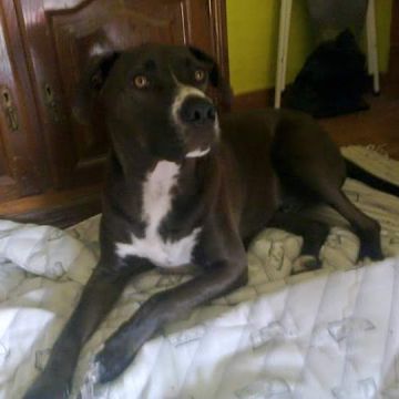 Letícia Martins - Viana do Castelo - Dog Sitting