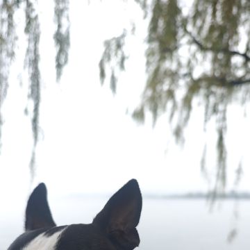 Renato Ribeiro - Braga - Dog Walking