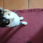 Tânia Mendes - PETania - Petsitting - Cantanhede - Hotel para Gatos