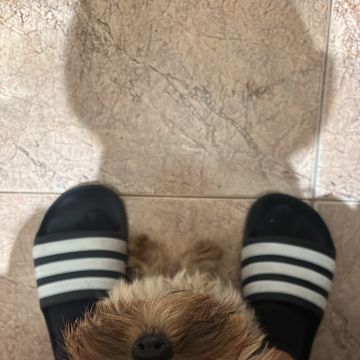 Kivana pet - Setúbal - Garde de chiens
