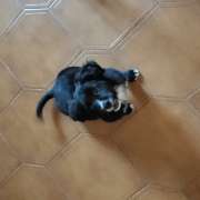 Tânia Mendes - PETania - Petsitting - Cantanhede - Treino Animal e Modificação Comportamental (Não-canino)