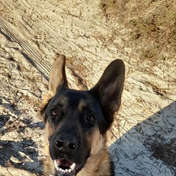 Dominus Canum - Seixal - Dog Walking