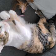 Tânia Mendes - PETania - Petsitting - Cantanhede - Cat Sitting