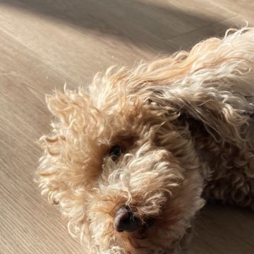 Afonso Bentes - Lisboa - Pet Sitting and Walking