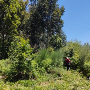 José rossi - Maia - Plantação de Árvores