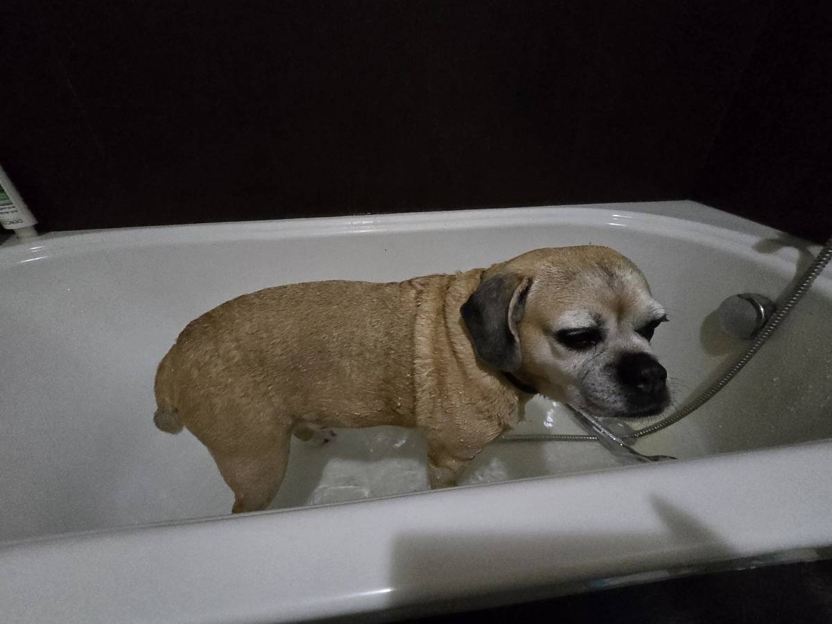 Viktoriia Pet - Loulé - Bains et toilettage pour animaux