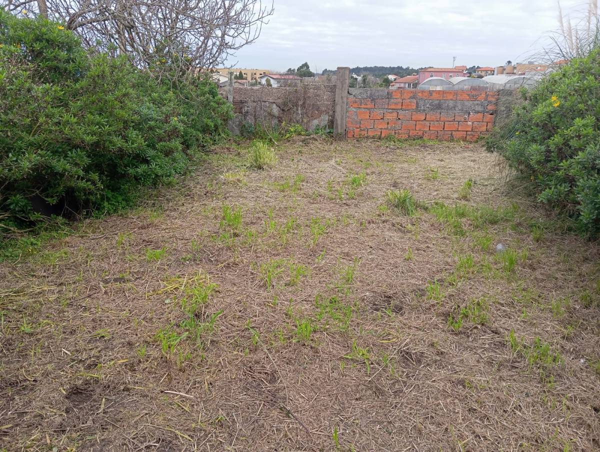 José mario - Maia - Shrub Removal