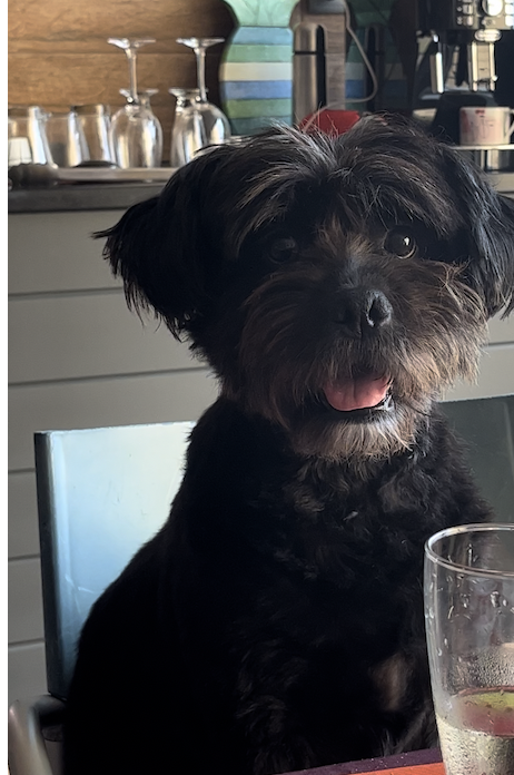 Cuidado Carinhoso para o Seu Patudo – Porto - Porto - Cuidados y paseos de mascotas
