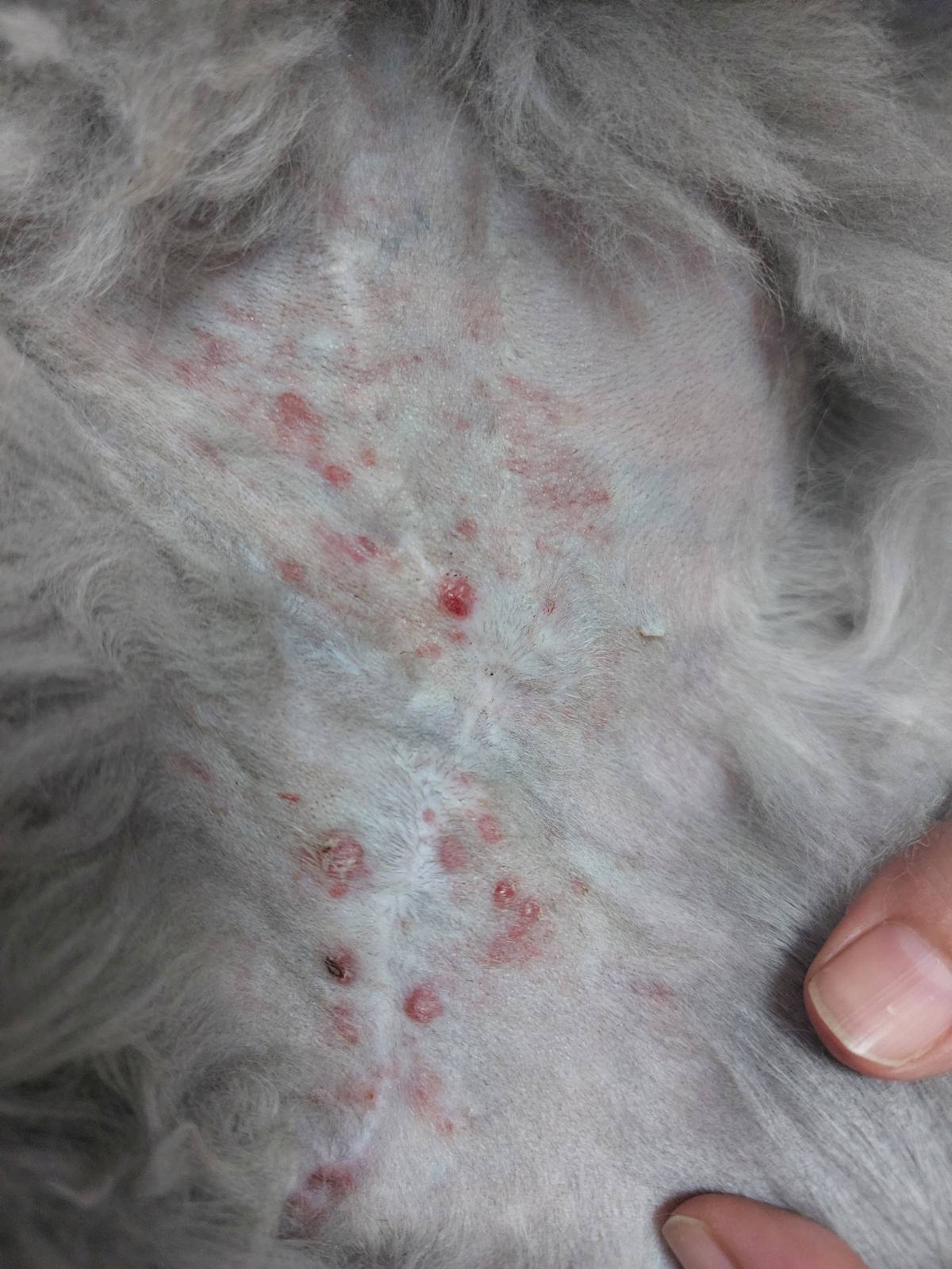 Vet em Casa - Figueira da Foz - Veterinarian