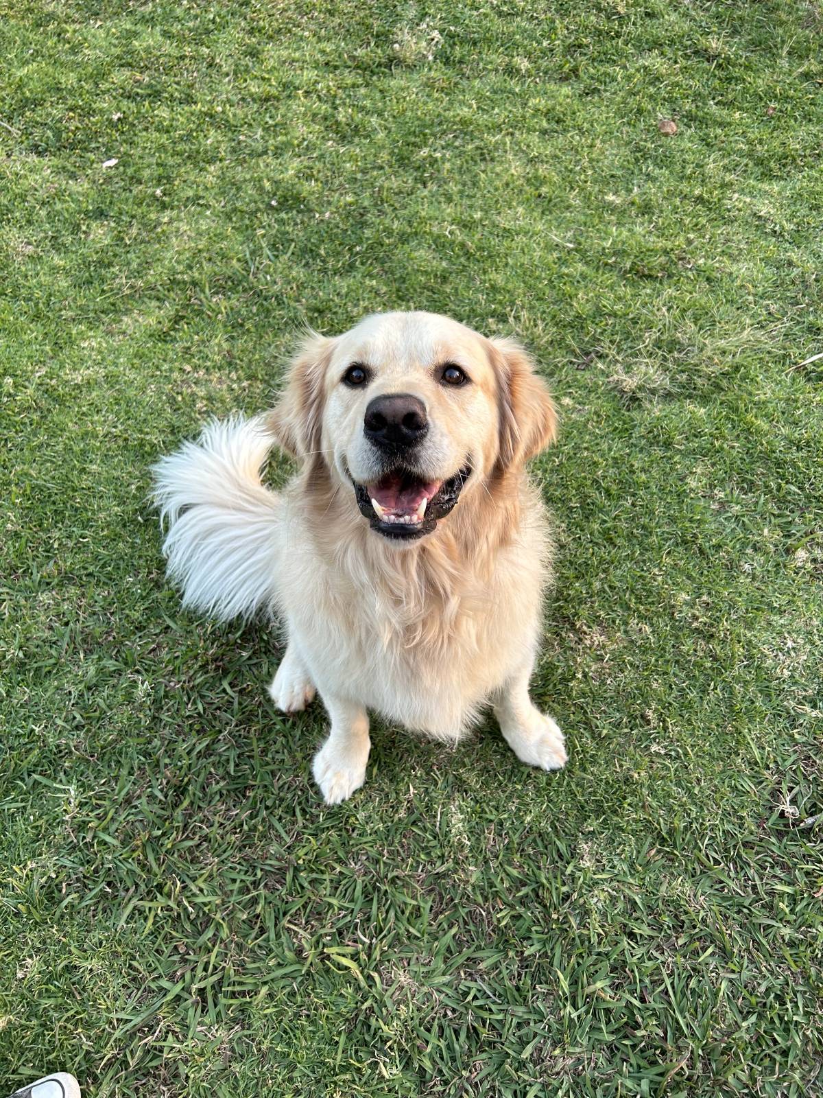 Cuidado Carinhoso para o Seu Patudo – Porto - Porto - Paseador de perros