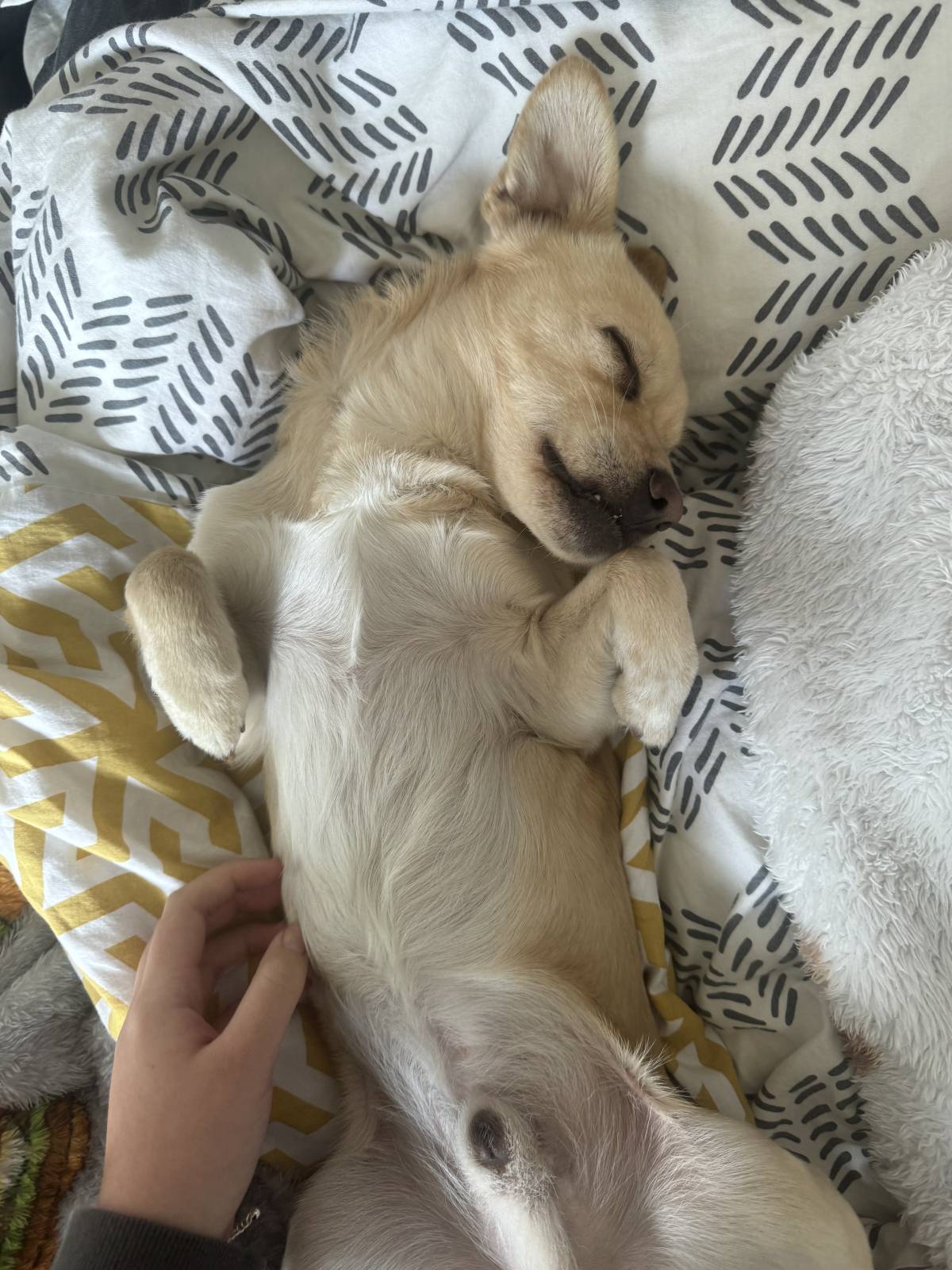 Rita Petsitter - Portimão - Dog Sitting
