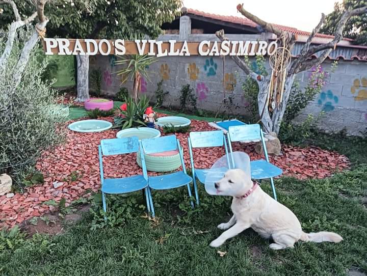 Prado's Villa Casimiro - Vila Real - Creche para Cães