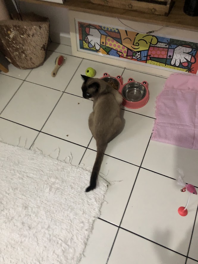 Isabella Moreno - Vila Franca de Xira - Pension pour chiens