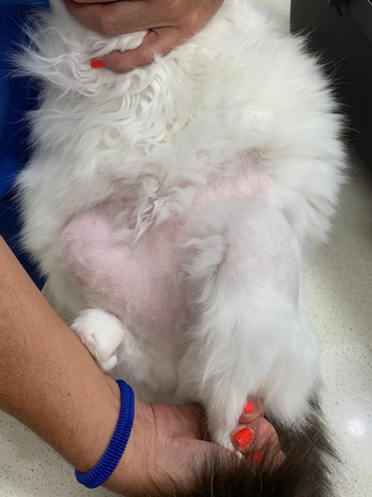 Vet em Casa - Figueira da Foz - Veterinarian