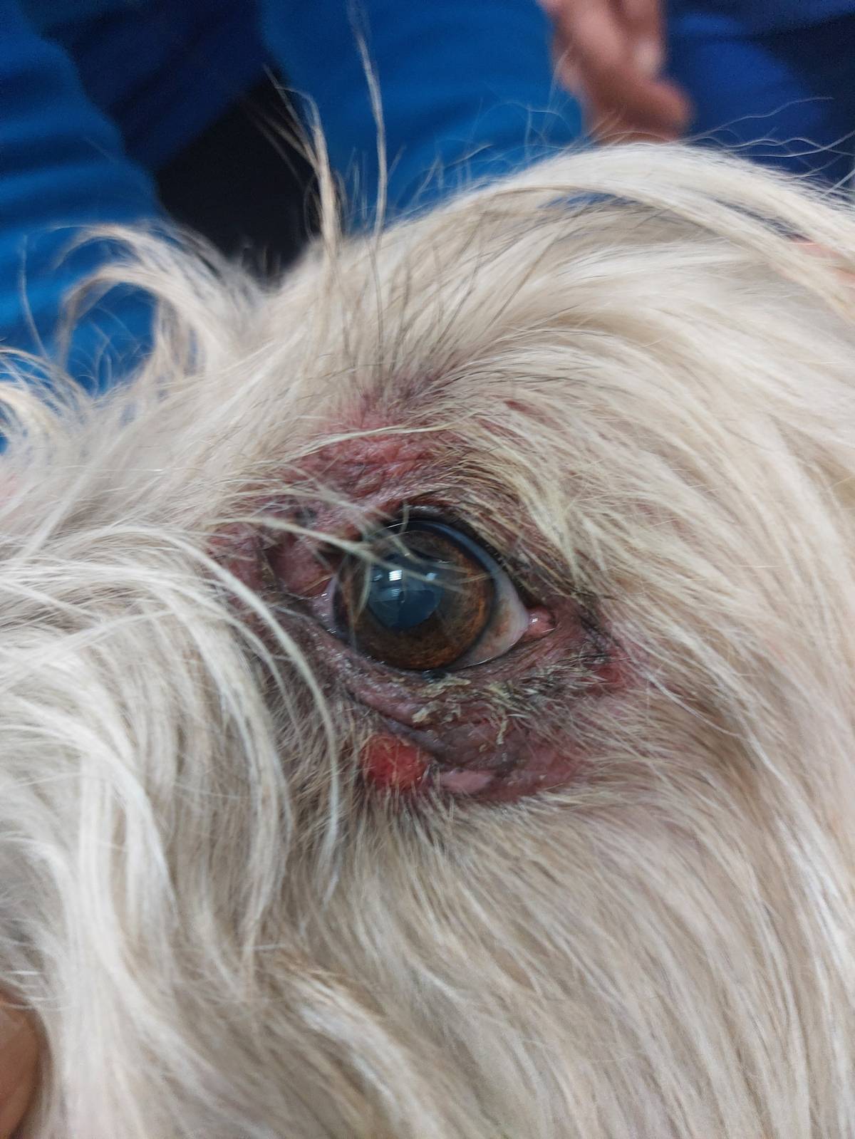Vet em Casa - Figueira da Foz - Veterinarian