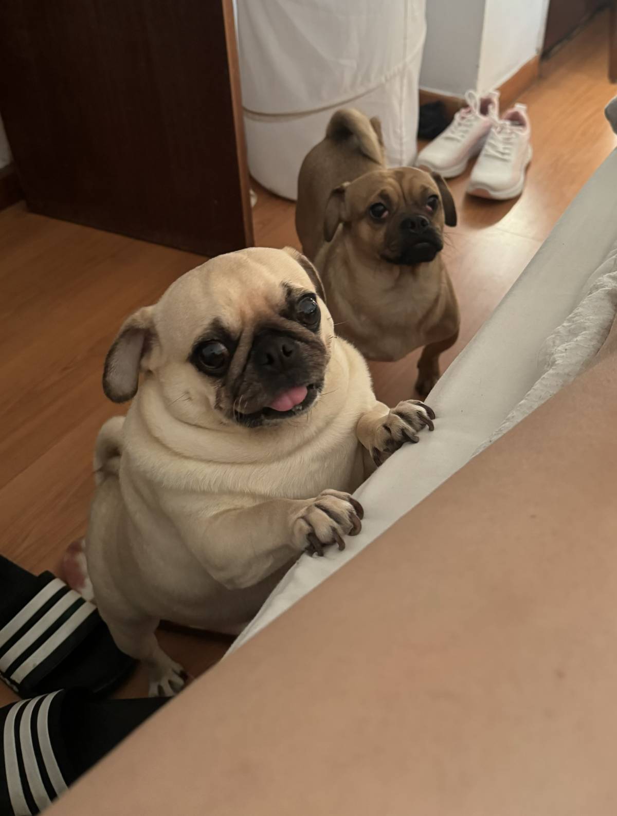 Rita Petsitter - Portimão - Pet Sitting e Pet Walking