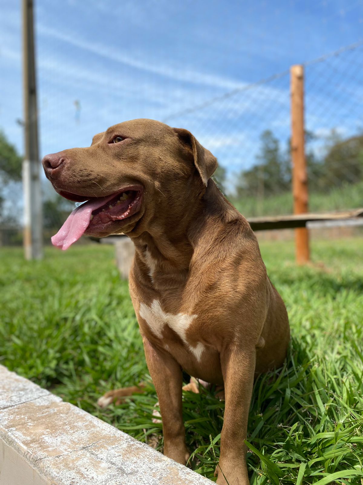 Luan - Vila Nova de Famalicão - Baths and Grooming for Animals