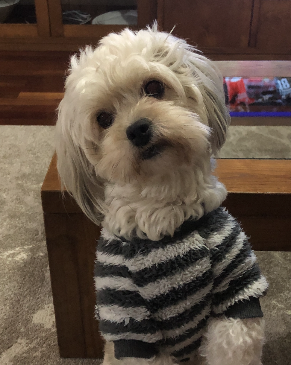 Cuidado Carinhoso para o Seu Patudo – Porto - Porto - Cuidados y paseos de mascotas