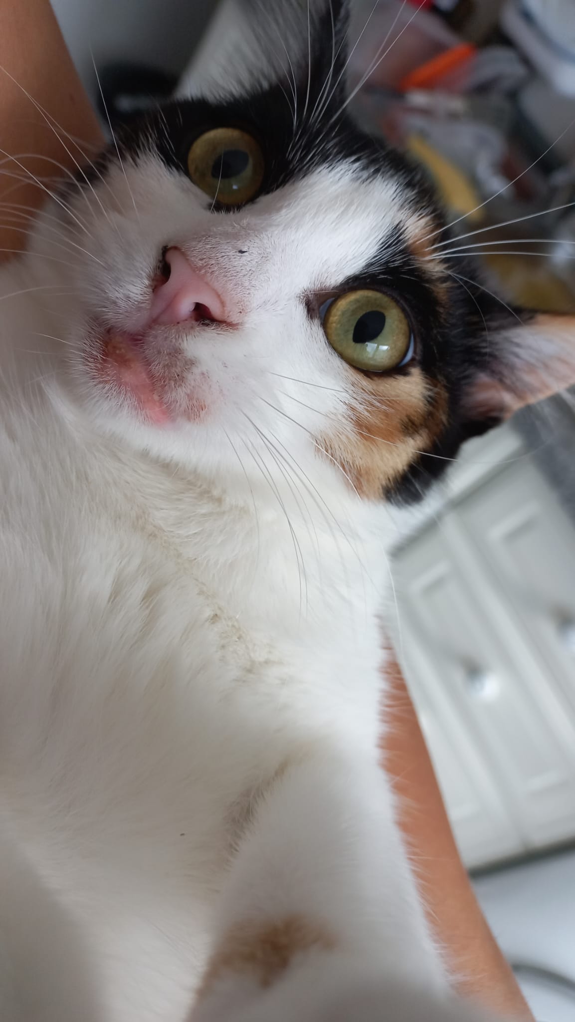 Vet em Casa - Figueira da Foz - Veterinarian