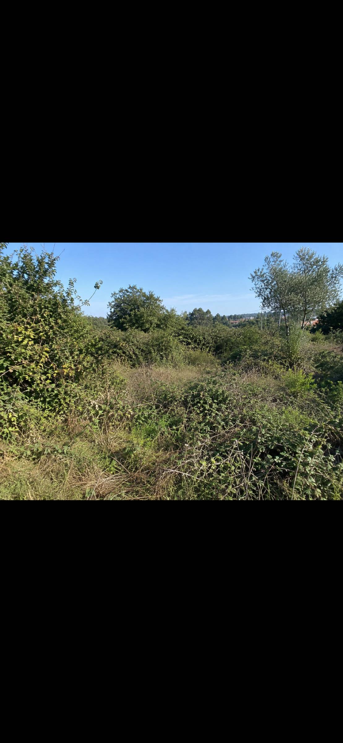 Dinis cabreira - Vila Nova de Gaia - Baumstumpf oder -wurzel wegfräsen und entfernen