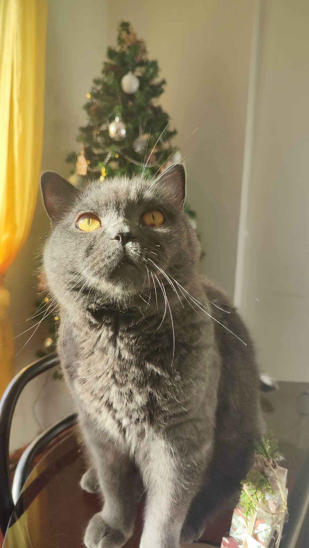 Rita Petsitter - Portimão - Cat Sitting