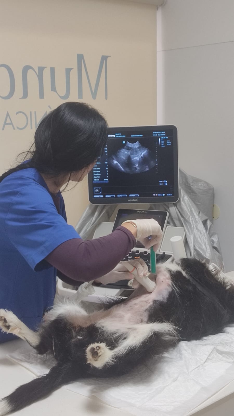 Vet em Casa - Figueira da Foz - Veterinary