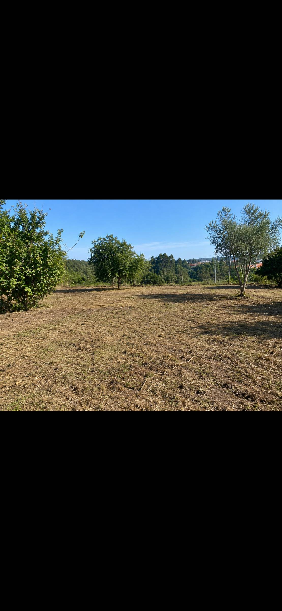 Dinis cabreira - Vila Nova de Gaia - Baumpflege