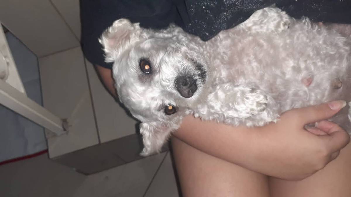 Isabella Moreno - Vila Franca de Xira - Garderie pour chiens