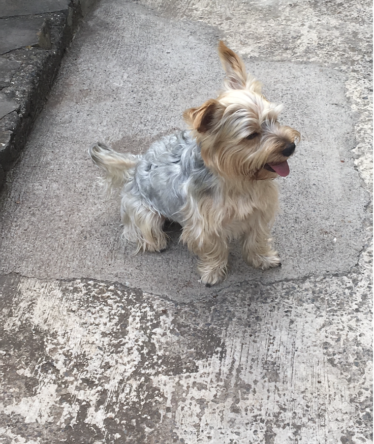 Cuidado Carinhoso para o Seu Patudo – Porto - Porto - Paseador de perros