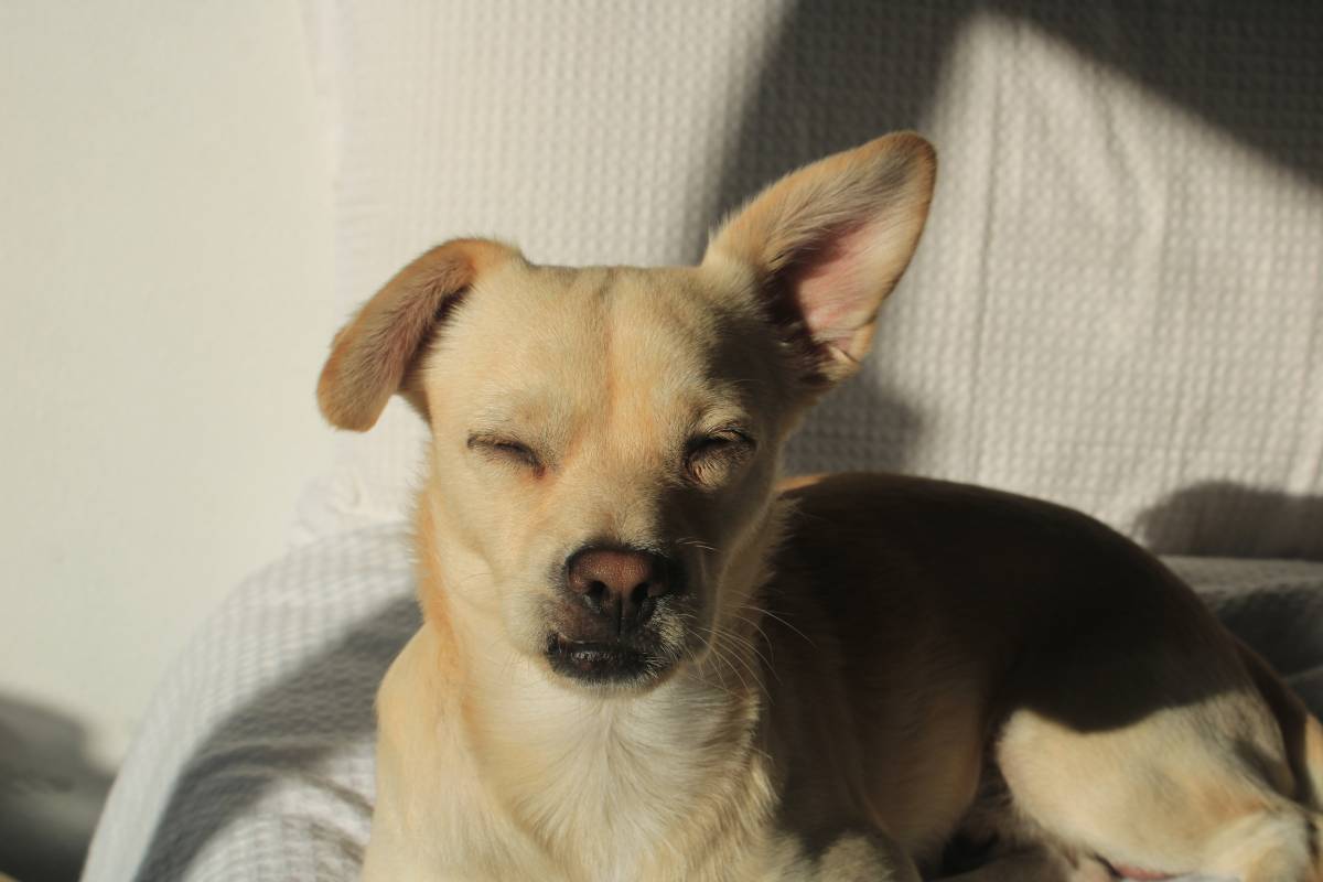 Rita Petsitter - Portimão - Pet Sitting