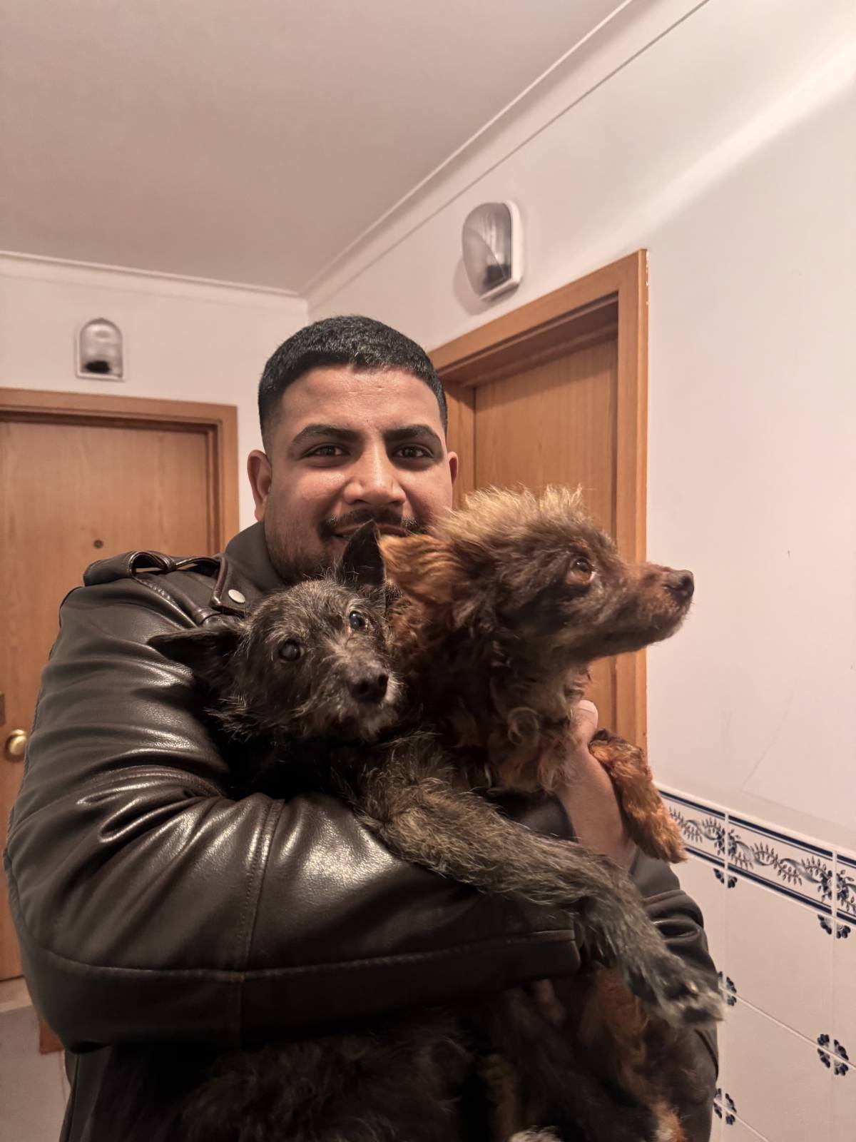 Cars and paws - Leiria - Hundeausführung