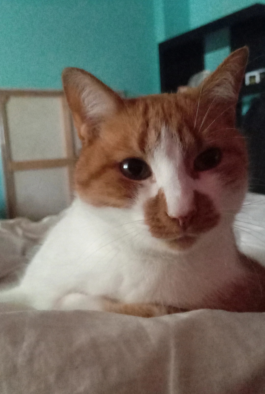 Jaspe - Alcochete - Cat Sitting