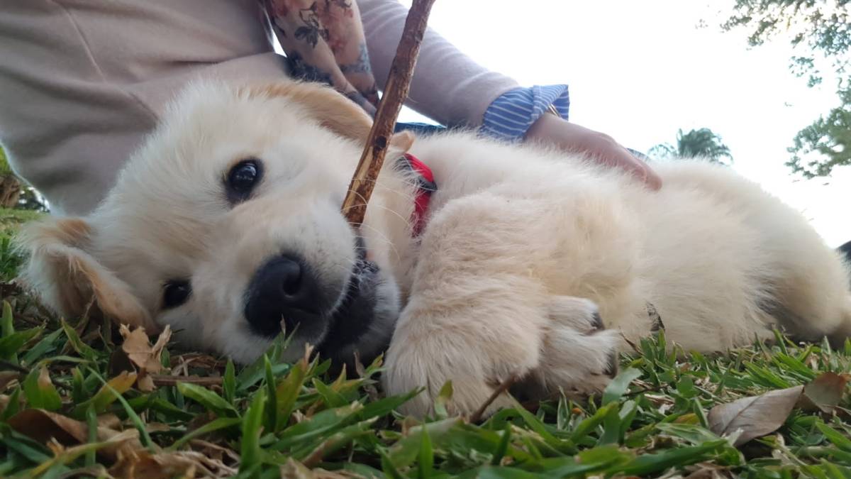Cuidado Carinhoso para o Seu Patudo – Porto - Porto - Cuidados y paseos de mascotas