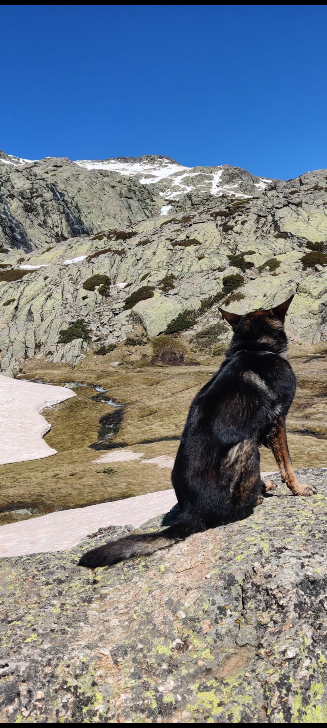 Mateo - Porto - Dog Walking