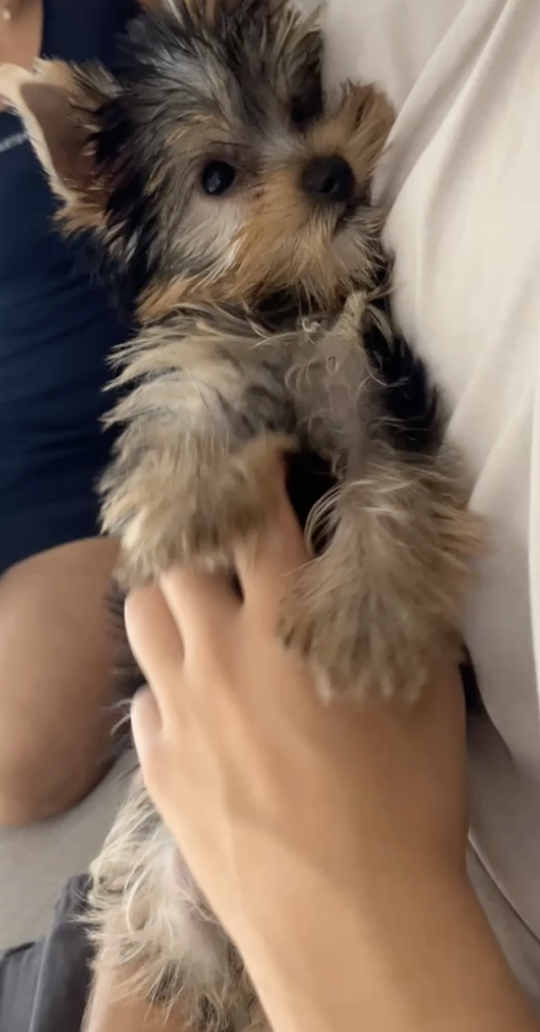 Cuidado Carinhoso para o Seu Patudo – Porto - Porto - Cuidados y paseos de mascotas