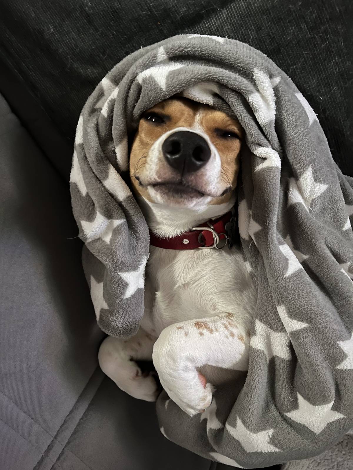 Cuidado Carinhoso para o Seu Patudo – Porto - Porto - Cuidados y paseos de mascotas