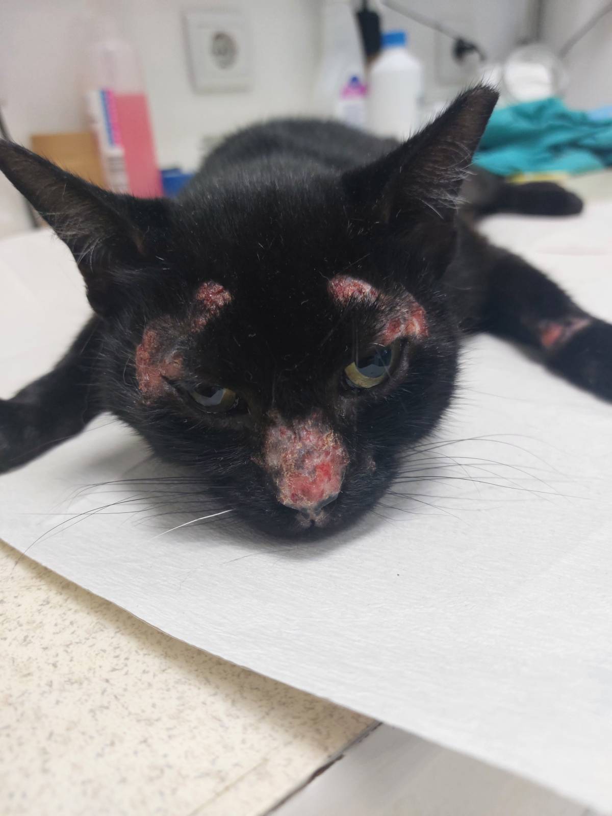 Vet em Casa - Figueira da Foz - Veterinary