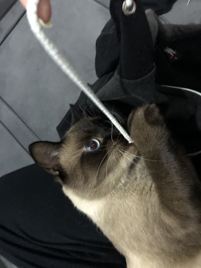Isabella Moreno - Vila Franca de Xira - Garde de chat